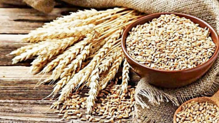 গম। প্রতিকী ছবি: স্টার