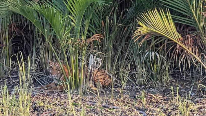 সুন্দরবনের বাঘ