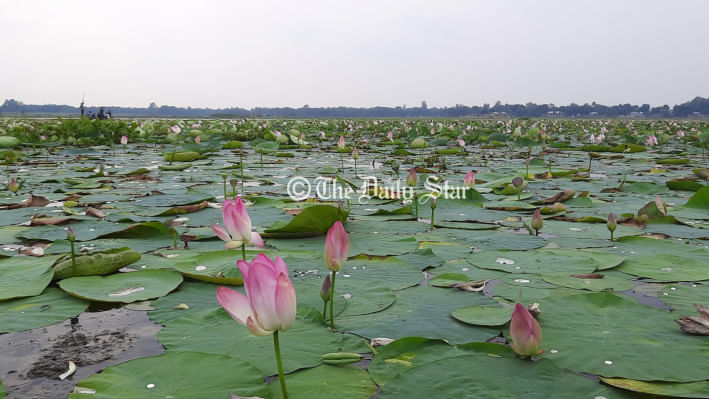 ডিকশির বিল