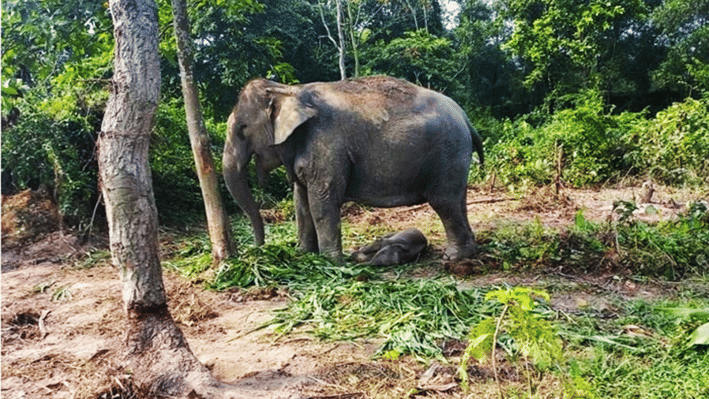 আনারকলি