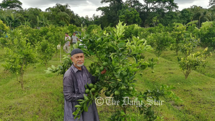 বরগুনা মালটা চাষ