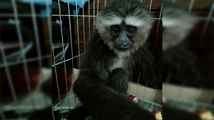 সাভারে বিলুপ্তপ্রায় উল্লুকসহ আটক ১