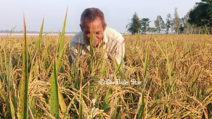 ধানের দাম : ধানের বাজারদরে খুশি লালমনিরহাটের কৃষক।