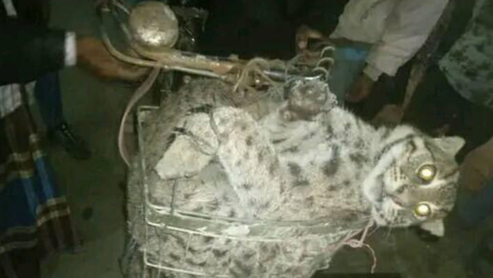 চট্টগ্রাম, সন্দ্বীপ, ম্যানগ্রোভ বন, বনবিড়াল,