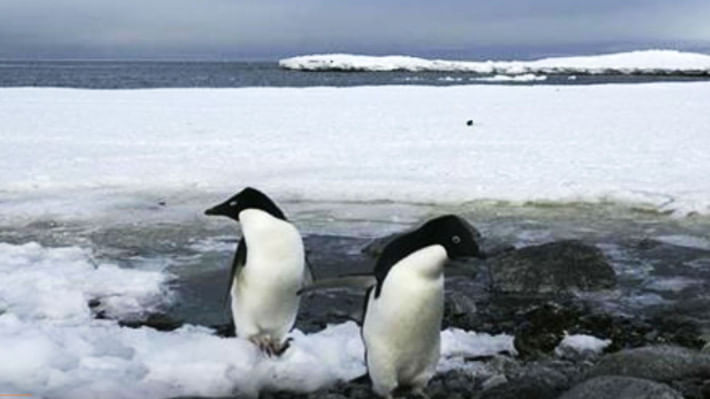 পেঙ্গুইন