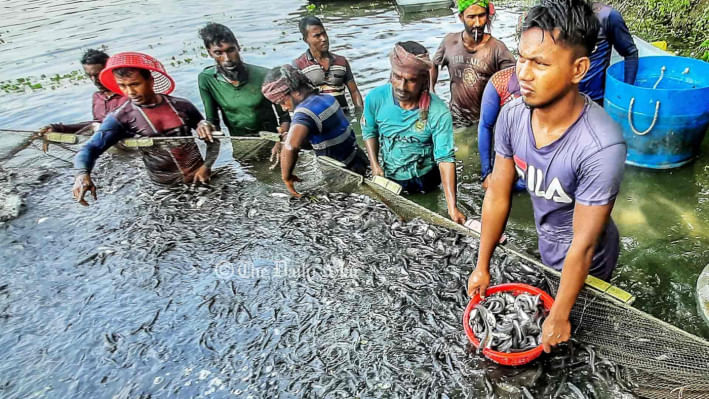 পাবদা মাছ