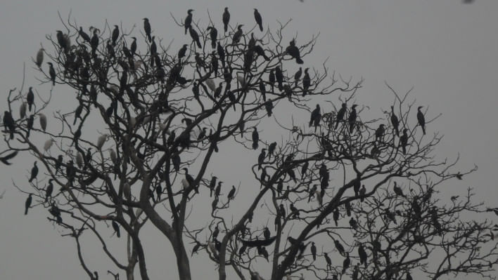 পরিযায়ী পাখি