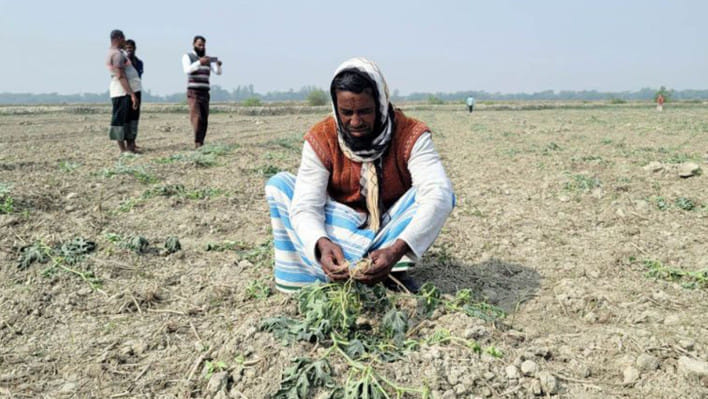 আয়ের একমাত্র উৎস ২৫০০ তরমুজ গাছ উপড়ে ফেলেছে দুর্বৃত্তরা