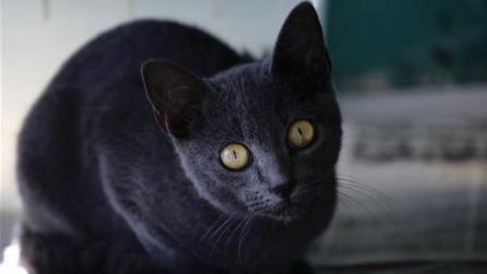 কালো বিড়ালকে যখন থেকে অশুভ ভাবা শুরু হলো