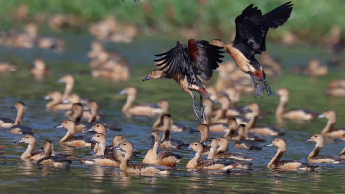 জাহাঙ্গীরনগর বিশ্ববিদ্যালয়ে পাখি মেলা