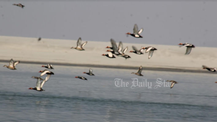 ব্রহ্মপুত্র নদ, চকোয়া পাখি,