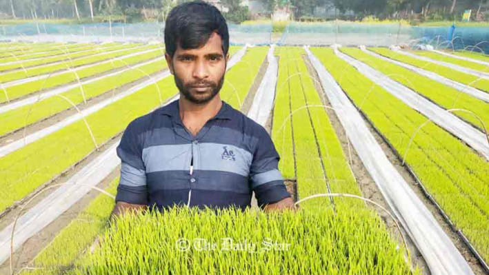 সমলয় পদ্ধতিতে ধান চাষ