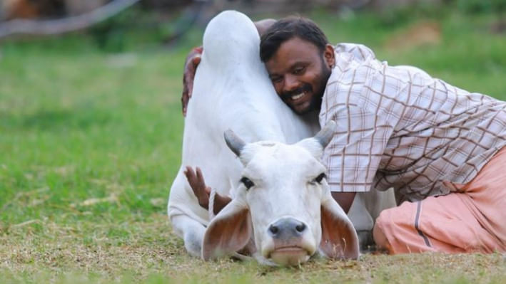 ভারতে এখন থেকে ১৪ ফেব্রুয়ারি ‘গরুকে জড়িয়ে ধরার দিন’ হিসেবে পালন করা হবে। ছবি: টুইটার থেকে সংগৃহীত