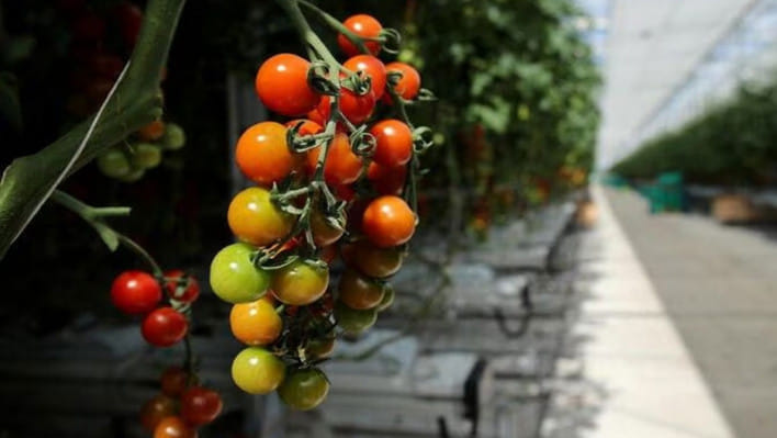 যুক্তরাজ্যের কাঁচাবাজারে যে কারণে টমেটো নিয়ে ‘টানাটানি’