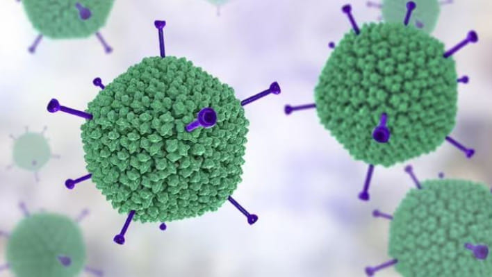 এডিনোভাইরাস। প্রতিকী ছবি