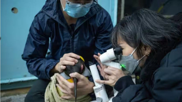 কিং পেঙ্গুইনের চোখের ছানি পরীক্ষা করছেন চিকিৎসকরা। ছবি: মানদাই ওয়াইল্ডলাইফ গ্রুপ থেকে সংগৃহীত