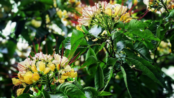 পৃথিবীর সবচেয়ে 'সুন্দর ও করুণ' জায়গাটির বর্ণনা দিতে গিয়ে রূপসী বাংলার কবি জীবনানন্দ দাশ লিখেছিলেন, 'সেখানে সবুজ ডাঙা ভ'রে আছে মধুকূপী ঘাসে অবিরল;/সেখানে গাছের নাম: কাঁঠাল, অশ্বত্থ, বট, জারুল, হিজল;/সেখানে ভোরের মেঘে নাটার রঙের মতো জাগিছে অরুণ;/সেখানে বারু