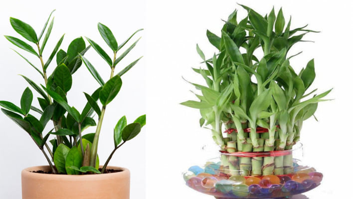 নিয়মিত যত্ন ছাড়াও বেঁচে থাকা ইনডোর প্ল্যান্ট