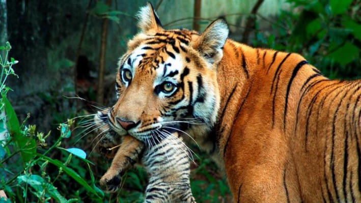 ভারতের গুয়াহাটি শহরে অবস্থিত একটি অভয়ারন্যে বাঘ মাতা তার সন্তানকে মুখে করে নিয়ে যাচ্ছে। ফাইল ছবি: রয়টার্স