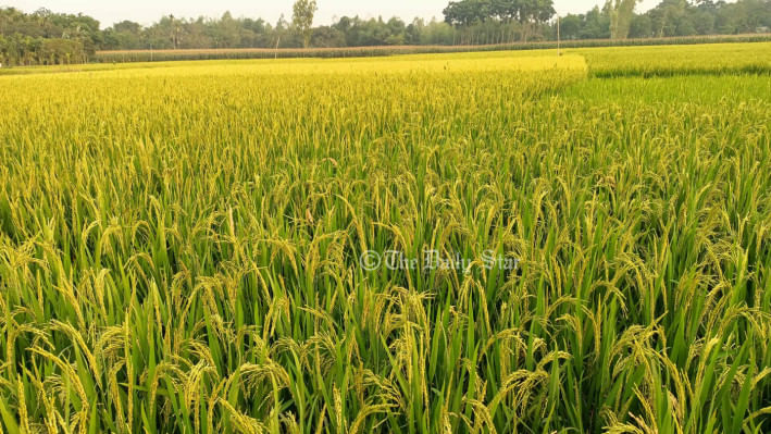 বোরো ধান