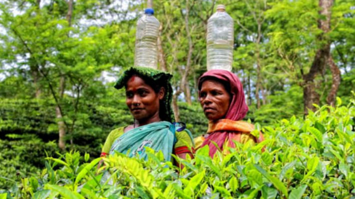 চা বাগানের অস্থায়ী শ্রমিকরা মজুরি বৈষম্যের শিকার