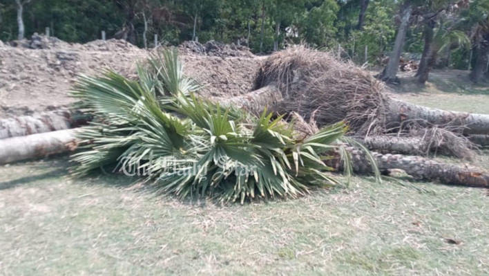 পটুয়াখালী, কলাপাড়া, এলজিইডি, তাল গাছ, বন বিভাগ,