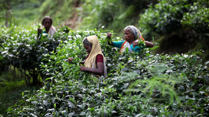 চা-বাগান