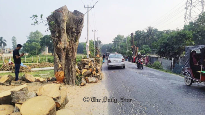 ৫০-১০০ বছর বয়সী ২ হাজার ৩৭৯টি গাছ কেটে সড়ক ‘উন্নয়ন’