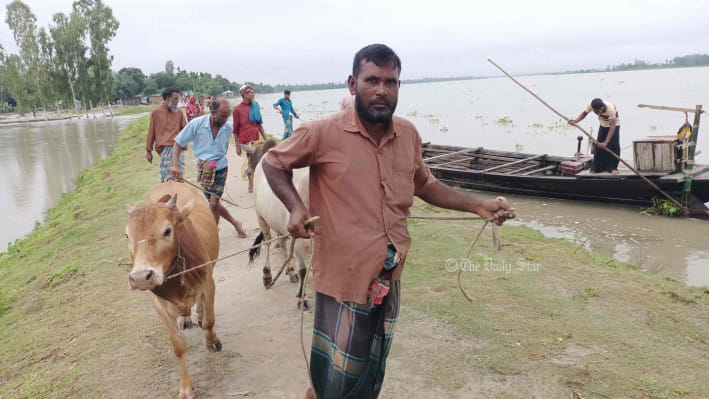 গরুর বাজার