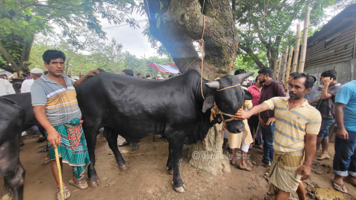 গরুর বাজার