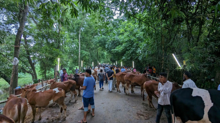 বেলা শেষে গরু নিয়ে বিপাকে ফেনীর বিক্রেতারা