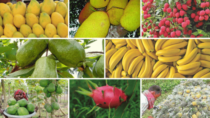  ফল উৎপাদনে নীরব বিপ্লব