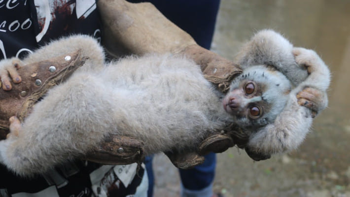 লজ্জাবতী বানর সংরক্ষণে পরানো হচ্ছে রেডিও কলার