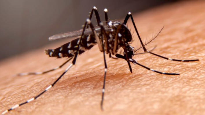 এডিস মশা দমনে উল্লেখযোগ্য উদ্যোগ দৃশ্যমান নয়