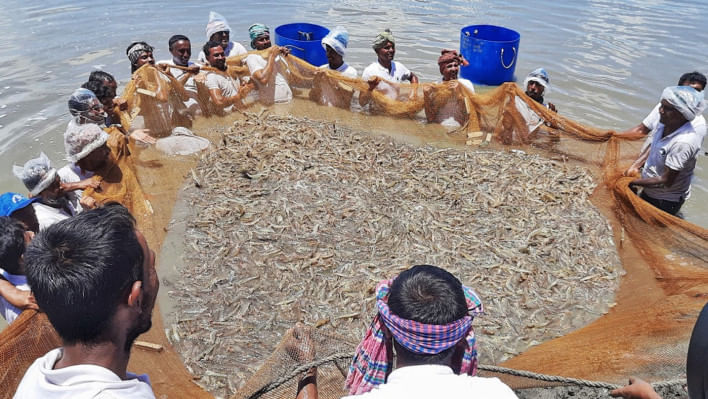 ভেনামি চিংড়ি, বাগদা চিংড়ি, মৎস্য অধিদপ্তর, পরিবেশ অধিদপ্তর,