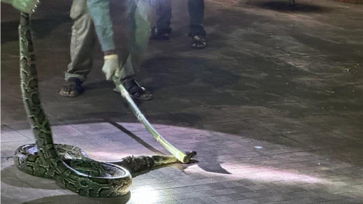 বাঁশখালীতে বিরল প্রজাতির অজগর উদ্ধার, ইকোপার্কে অবমুক্ত