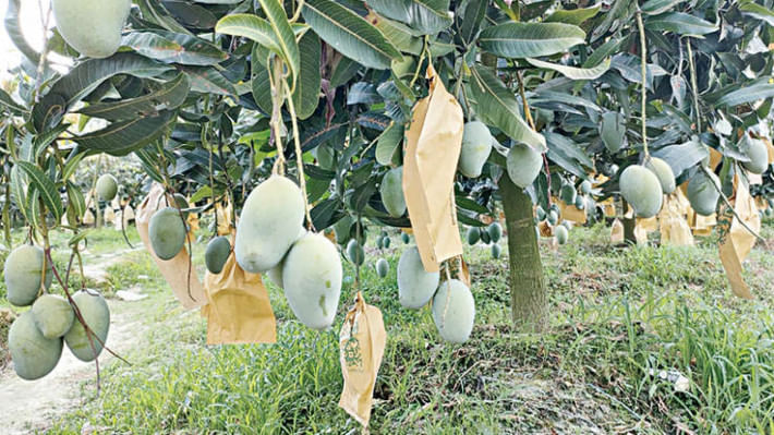 ফজলি আম, হিমসাগর, ল্যাংড়া, গোপালভোগ, আম্রপালি,