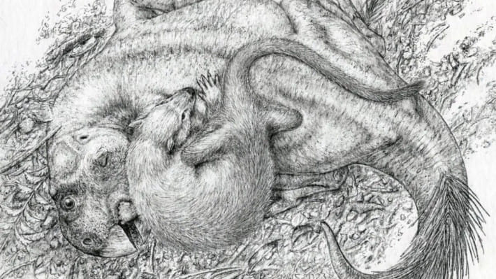 শিল্পীর চোখে স্তন্যপায়ী প্রাণী ও ডাইনোসরের লড়াই। ছবি: সংগৃহীত