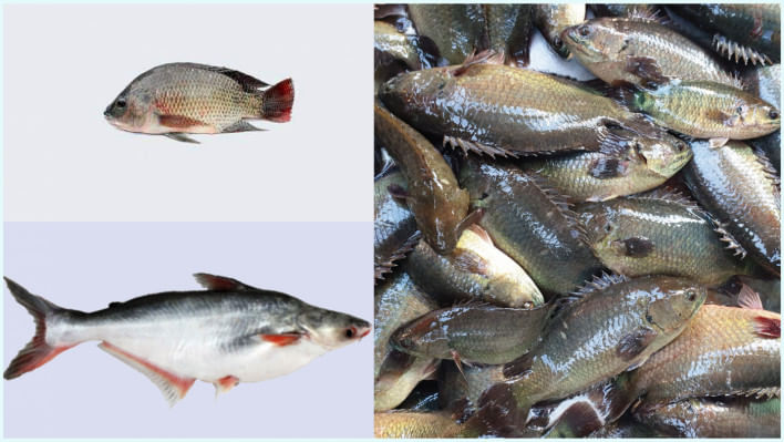 চাষের মাছ