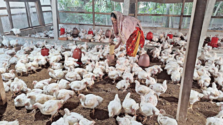 পোল্ট্রি ফিডের দাম