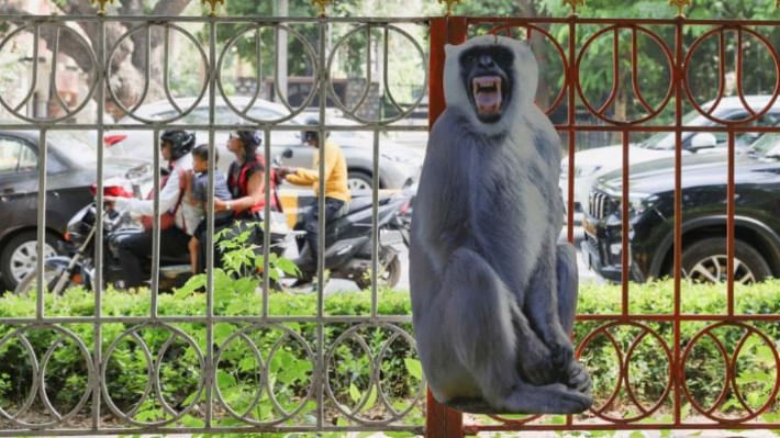নয়াদিল্লিতে লেঙ্গুরের কাটআউট। ছবি: রয়টার্স