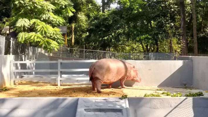 জলহস্তী