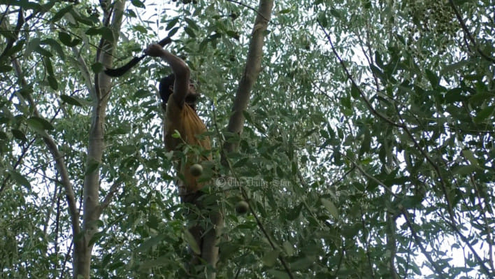 হরিণঘাটা বন