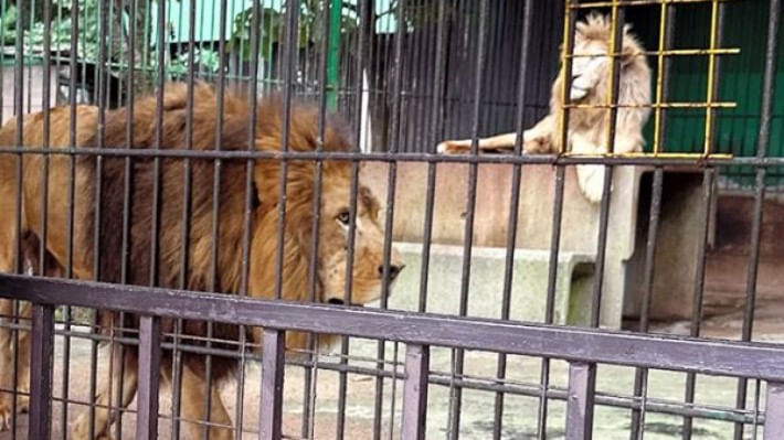 জাপানের তোহোকু সাফারি পার্কে সিংহ। ফাইল ছবি: সংগৃহীত