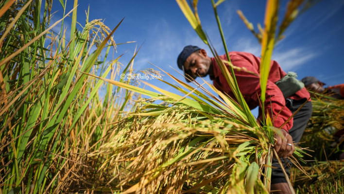 উফশী জাতের ধান, উফশী ধান, বোরো, কৃষি মন্ত্রণালয়,