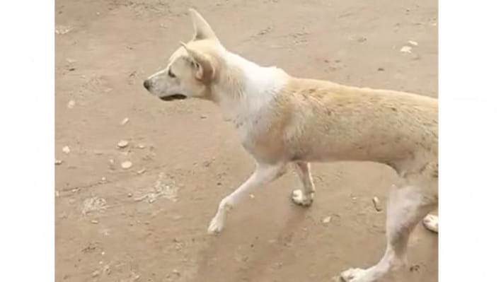 কুকুর হত্যা