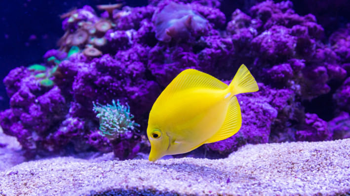 অ্যাকুয়ারিয়ামে মাছের যত্ন