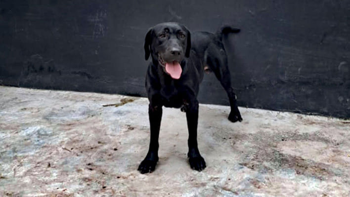 ডগ স্কোয়াড