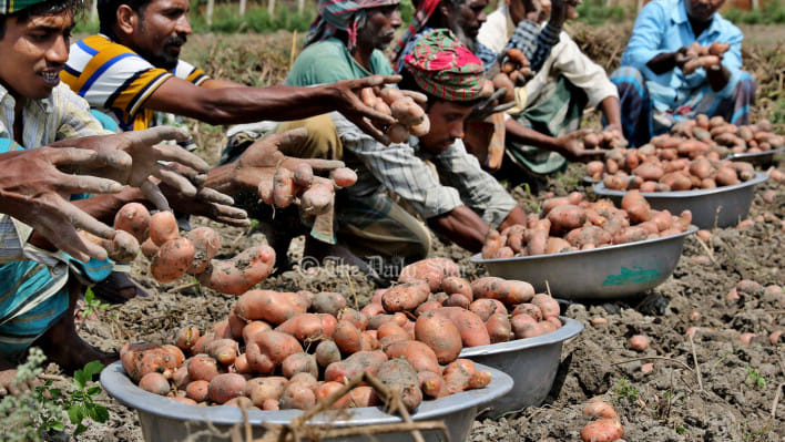 দেশের বাজারে তেল-পেঁয়াজ-আদা-কাঁচামরিচ ও ডিমের পর এখন দামের গরম দেখাচ্ছে 'সস্তার সবজি' হিসেবে পরিচিত আলু। ভরা শীতেও এর উত্তাপ না কমে যেভাবে আরও বেশি গনগনে হয়ে উঠছে তাতে এই 'নিরীহ' সবজির গায়ে হাত দেওয়াই দায়।