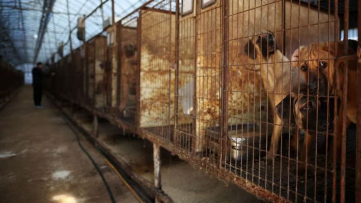 দক্ষিণ কোরিয়ার একটি কুকুরের খামারে খাঁচায় আটক কুকুর। ছবি: রয়টার্স